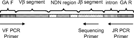 Figure 1. Strategy for PCR amplification, hybridization, and sequencing of rearranged TCRβ CDR3 regions. A generic rearranged TCRβ CDR3 region PCR product is shown, indicating the constituent Vβ segment, Dβ segment, Jβ segment, and the nontemplated nucleotides inserted at the Vβ-Dβ and Dβ-Jβ junctions. Universal adapter sequences that permit solid-phase PCR on the Illumina Genome Analyzer Cluster Station (GA F and GA R) are incorporated into the 5′ and 3′ ends of the PCR products that capture each rearranged TCRβ CDR3 region. Forty-five forward primers were designed, each specific to a single functional Vβ segment or a small family of Vβ segments. The 3′ end of each Vβ forward primer is anchored at position −43 in the Vβ segment, relative to the recombination signal sequence, thereby providing a unique Vβ tag sequence within the amplified region. Vβ forward primers were designed for all known nonpseudogenes in the TCRβ locus. The 13 reverse primers specific to each Jβ segment are anchored in the 3′ intron, with the 3′ end of each primer crossing the intron/exon junction. The Jβ reverse primers were designed to be anchored at their 3′ ends on a consensus splice site motif to minimize overlap with the sequencing primers. Thirteen sequencing primers were designed that are complementary to the amplified portion of the Jβ segment, such that the first few bases of sequence generated will capture the unique Jβ tag sequence. The sequencing primers were designed so that promiscuous priming of a sequencing reaction for one J segment by a primer specific to another J segment would generate sequence data starting at exactly the same nucleotide as sequence data from the correct sequencing primer.