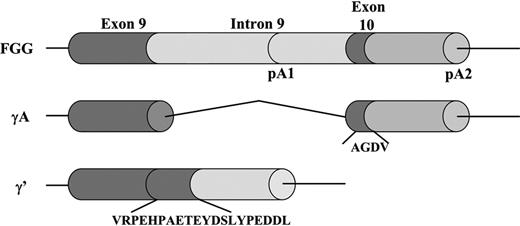 Figure 1. Alternative FGG pre-mRNA processing. The γA chain arises when polyadenylation occurs at polyadenylation signal 2 (pA2) downstream of exon 10 and all 9 introns are removed. The alternative γ′ chain arises after polyadenylation at pA1 in intron 9. This leads to the translation of a polypeptide with a unique 20-amino acid extension encoded by intron 9, substituting the 4 γA amino acids of exon 10.