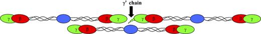 Figure 2. Fibrinogen molecules with location of the γ′ chain. The amino acid extension of the γ′ chain is located at the carboxy-terminus (black arrow) of the γ chain on the D region of the molecule. When fibrinogen is converted to fibrin by thrombin cleavage of fibrinopeptides in the E region, fibrin polymerizes through D-E-D interactions, with the γ′ extension at the D-D interface. The structure of the γ′ chain is unknown, but an extra 16 amino acid residues may extend up to 30 to 40 Å or more depending on folding. Considering this length, the γ′ extension could stretch to the E region of a neighboring molecule in the D-E-D complex.