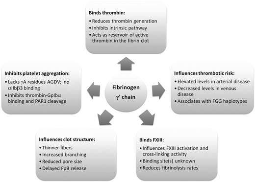 Figure 4. The different roles of the fibrinogen γ′ chain in hemostasis.