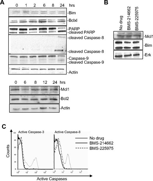 Figure 3. Expression of Bcl2 family members in BMS-214662–induced apoptosis. (A) Time course of treatment with BMS-214662 (250nM) in CML CD34+ cells showed changes in protein levels after Western blotting analysis (n = 3). (B) Treatment with BMS-214662 or BMS-225975 (250nM) for 24 hours did not show changes in Mcl1 and Bim levels (n = 3). SDS gel 4% to 15%. (C) Activation of caspase-3 and caspase-8 in CML CD34+ cells measured after treatment with BMS-214662 and BMS-225975 (250nM; n = 3).