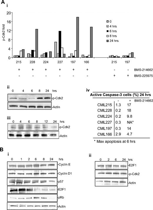 Figure 5. BMS-214662 activates catastrophic cell cycle. (A) BMS-214662 (250nM) induced phosphorylation of Cdk2 in CD34+ CML cells derived from patients (n = 6; i-ii), whereas BMS-225975 (250nM) did not (n = 3, iii). Percentage of active caspase-3–positive cells is reported (iv). (B) Time course of treatment with BMS-214662 (250nM) in CML CD34+ cells showed changes in protein levels after Western blotting analysis (i). Time course of treatment with BMS-214662 (250nM) in normal CD34+ cells showed no changes in protein levels after Western blotting analysis (n = 3, ii). SDS gel 4% to 15%.