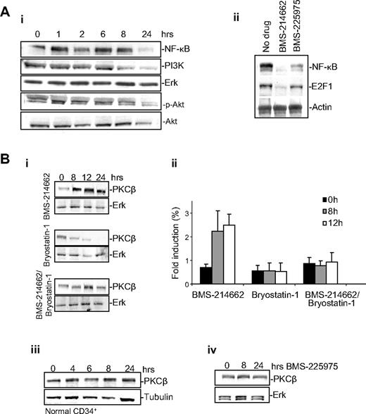 Figure 6. BMS-214662 activates PKCβ. (A) BMS-214662 (250nM) exposure caused a decrease in levels of PI3K, NF-κB, p-Akt, and Akt (i). Levels of E2F1 and NF-κB were compared after treatment for 24 hours with 250nM BMS-225975 or BMS-214662 (ii; n = 3). (B) Changes in PCKβ levels were analyzed by Western blotting after treatment with 250nM BMS-214662, 100nM bryostain-1, or a combination (i) and densitometry was performed (n = 3, ii). Treatment of normal CD34+ cells with BMS-214662 did not affect levels of PKCβ (iii). Treatment of CML CD34+ cells with BMS-225975 did not increase the level of PKCβ (iv). Error bars represent ± SD.