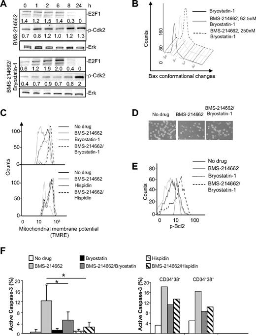 Figure 7. Bryostatin-1 and hispidin rescue BMS-214662–induced apoptosis. (A) Decrease in E2F1 and increased phosphorylation of Cdk2 mediated by BMS-214662 were modulated by 100nM bryostatin-1 as shown by Western blotting analysis (n = 3). (B) Conformational changes of Bax were measured by FACS in CML cells after addition of 250nM BMS-214662, 100nM bryostatin-1, or combination for 24 hours (n = 3). (C) CD34+ CML cells were treated as in panel A (top panel) or with 250nM BMS-214662, 5μM hispidin (bottom panel), or combination for 24 hours and loss of MOMP was measured (n = 3). (D) Cells were treated as indicated and observed under phase-contrast microscope. (E) Bcl2 phosphorylation was analyzed by FACS in CD34+ CML cells after treatment with no drug or 250nM BMS-214662 or cotreatment with BMS-214662 and 100nM bryostatin-1 for 24 hours (n = 3). (F) Activation of caspase-3 was measured in CML CD34+ cells after treatment with 250nM BMS-214662, 100nM bryostatin-1, or 5μM hispidin or cotreatment (n = 5). Activation of caspase-3 was also measured in CD34+38− and CD34+38+ CML cells after treatment with 250nM BMS-214662, 100nM bryostatin-1, and 5μM hispidin (n = 2). Error bars represent ± SD. *P < .05.