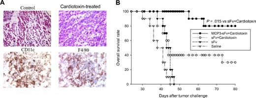 Figure 6. Cardiotoxin administration recruits antigen-presenting cells and converts nonimmunogenic, unfused antigen into a protective vaccine. (A) Cardiotoxin alone-treated (6.8 μg by intramuscular injection) quadriceps were collected, cryo-fixed, sectioned, and stained for hematoxylin and eosin. Further identification of infiltrated cells was performed by immunostaining tissue sections with cell-specific markers for DCs (CD11c) and monocytes/macrophages (F4/80; representative of 6 quadriceps analyzed). (B) Ten syngeneic BALB/c mice per group were immunized with DNA vaccines encoding chemokine-fused (MCP3-sFv) or free antigen (sFv) plus cardiotoxin and challenged with lethal tumor as in Figure 1. The data are representative of 2 identical experiments.