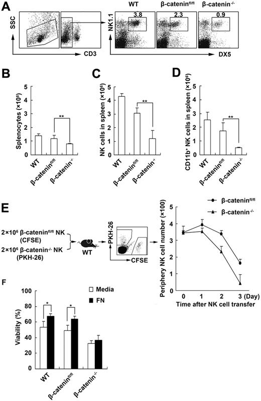 Figure 3. Fibronectin/CD11b maintains NK-cell survival via β-catenin. (A-C) The percentage (A) and number (C) of NK cells and CD11b+ NK cells (D) in spleen and the total number of splenocytes (B) of littermate control or β-catenin−/− mice were analyzed by FACS. WT and β-cateninfloxed/floxed (β-cateninfl/fl) mice were used as control mice. (E) The same number (2 × 106) of CFSE-labeled NK cells sorted from β-cateninfloxed/floxed mice and PKH-26–labeled NK cells sorted from β-catenin−/− mice were transferred to the wild-type mice. The CFSE+ or PKH-26+ NK1.1+ NK cells in 150 μL peripheral blood of the recipient mice were analyzed at the indicated times and counted using FACS. (F) The viability of NK cells derived from littermate control or β-catenin−/− mice after culture in the presence of fibronectin was tested with FACS. Data are shown as 1 typical result from 3 independent experiments with similar results or as mean ± SD of 3 independent experiments. *P < .05; **P < .01.