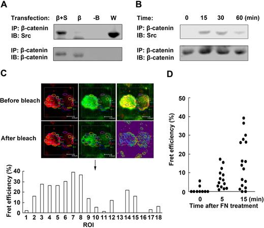 Figure 4. Src directly interacts with β-catenin. (A) Src was associated with β-catenin. HEK293 cells were transfected with PCDNA3.0 construct (-B), β-catenin construct (β), or β-catenin construct plus Src construct (β+S), respectively. The proteins were immunoprecipitated with anti–β-catenin antibody and blotted with anti-Src antibody. Protein in whole-cell lysate (W) was used as positive control. (B) Sorted NK cells cultured in the presence of fibronectin were collected at the indicated times. The proteins were immunoprecipitated with anti–β-catenin antibody and blotted with anti-Src antibody. (C) Example profiles of the fluorescence of donor (red) and acceptor (green) before and after photobleaching. The area circled by different color line was ROI. The Fret efficiency of the different ROI was shown in the histograph below the profiles. Objective 63×, numeric aperture 1.4. (D) The interaction of β-catenin and Src was testified by c-Fret technology in mouse NK cells after fibronectin treatment. The Fret efficiency of ROI of NK cells was dotted. Data are shown as 1 typical result from 3 independent experiments with similar results.