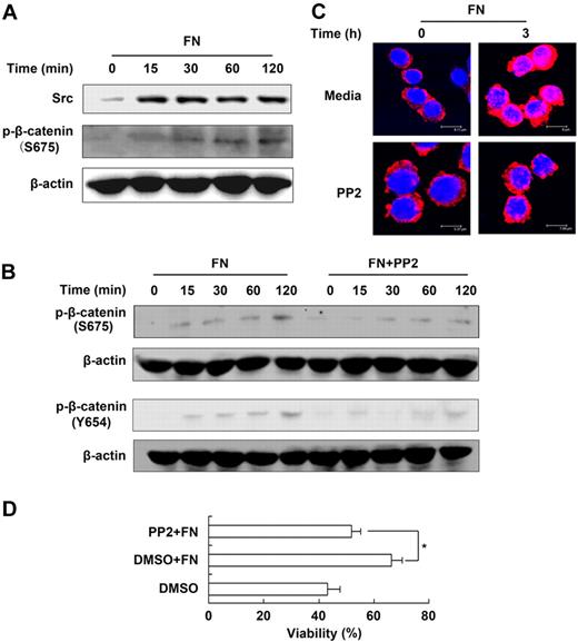 Figure 5. Src is required for β-catenin–dependent NK-cell survival maintained by fibronectin. (A) The activation and expression of Src and β-catenin in NK cells cultured in the presence of fibronectin were analyzed by Western blot. (B) Expression of p-β-catenin of S675 and Y654 in NK cells cultured in the presence of fibronectin with or without pretreatment of PP2. (C) Nuclear translocation of β-catenin in NK cells cultured in the presence of fibronectin with or without pretreatment of PP2 was given by confocal imaging. Objective 63×, numeric aperture 1.4. (D) Viability of NK cells cultured in the presence of fibronectin with or without pretreatment of PP2 for 24 hours was tested using FACS. Data are shown as 1 typical result from 3 independent experiments with similar results or as mean ± SD of 3 independent experiments. *P < .05.
