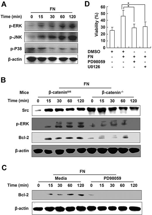 Figure 6. β-Catenin–dependent activation of ERK is required for the maintenance of NK-cell survival by fibronectin. (A) Mitogen-activated protein kinases pathway in NK cells cultured in the presence of fibronectin was analyzed by Western blot. (B) Analysis of β-catenin, Src, p-ERK, and Bcl-2 in NK cells derived from littermate control (β-cateninfloxed/floxed) or β-catenin−/− mice and cultured in the presence of fibronectin. (C) Expression of Bcl-2 in NK cells cultured in the presence of fibronectin with or without pretreatment of PD98095 was tested by Western blot. (D) NK cells were pretreated with PD98095 or U0126 for 30 minutes, then cultured in the presence of fibronectin for the indicated times and viability of NK cells was analyzed using FACS. Data are shown as 1 typical result from 3 independent experiments with similar results or as mean ± SD of 3 independent experiments. *P < .05.