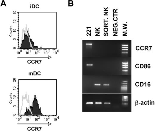 Figure 6. Analysis of surface CCR7 expression on DCs and of CCR7 mRNA on NK cells after coculture with 221 cell line. (A-B) Both immature and mature DCs were analyzed by immunofluorescence for the expression of CCR7 (A). (B) NK cells that had been cocultured with the 221 cell line were isolated by cell sorting and analyzed by RT-PCR for CCR7 expression compared with the 221 cell line and polyclonal NK cells. NK cells used for cocultures in these experiments were represented by polyclonal IL-2–activated populations that were homogeneously characterized by a CCR7-negative surface phenotype. PCR products were run on a 0.8% agarose gel and visualized by ethidium bromide staining. RT-PCR was also performed with primers specific for CD86, CD16, and β-actin as positive control.