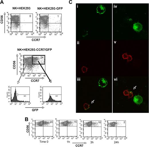 Figure 7. Acquisition and loss of CCR7 by NK cells cocultured with CCR7/GFP cell transfectants. (A-C) In these experiments, polyclonal IL-2–activated NK cells that had been cultured for 1 hour either in the presence of HEK293 or HEK293-GFP (top panel) or in the presence of HEK293-CCR7/GFP (middle panel) were assessed for CCR7 expression by cytofluorimetric analysis. NK cells that had acquired the CCR7+ phenotype upon interaction with HEK293-CCR7/GFP transfectants were analyzed by immunofluorescence for the expression of GFP (bottom panels). Data are representative of 5 independent experiments performed using different donors. (B) Adherent CCR7/GFP+ CHO cell transfectants were used for induction of CCR7 on polyclonal IL-2–activated NK cells in a 1-hour coculture. Then NK cells were isolated, cultured in the absence of CCR7+ cells, and analyzed at different time intervals for the expression of surface CCR7. Data are representative of 3 independent experiments performed using different donors. (C) Confocal images of CCR7/GFP transfer from CCR7/GFP+ HEK293 cells to NK cells. Polyclonal IL-2–activated NK cells were mixed with CCR7/GFP+ HEK293 cells; after 15- to 30-minute incubation at 37°C, cells were collected, laid onto poly-lysine slides, fixed, and stained with anti-CD11a mAb. Samples were analyzed by dual-image confocal microscopy. (Ci-iv) Green fluorescence (GFP); (Cii,v) red fluorescence (CD11a); (Ciii,Cvi) merge.