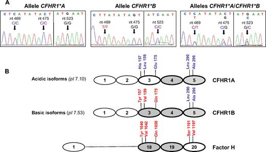 Figure 7. Genetic basis for the 2D isoform patterns of CFHR1. (A) Electropherograms of CFHR1 exon 4 obtained from control persons presenting the CFHR1 2D isoform patterns A, B, and AB, respectively. The 3 nucleotide differences involving amino acid changes that distinguish the CFHR1*A and CFHR1*B alleles (c.469, c.475, and c.523) are shown. (B) Alignment of the homologous domains in CFHR1 (SCR3 to SCR5) and fH (SCR18 to SCR20). The amino acid differences between domains are indicated. SCR4 in CFHR1 and SCR19 in fH are identical. CFHR1A and CFHR1B isoforms differ in 3 amino acid residues located in the SCR3 domain (p.157, p.159, p.175); the theoretical pI is shown in brackets. The SCR3 domain in CFHR1B is identical to the SCR18 domain in fH. SwissProt accession numbers for protein sequences are Q03591 (CFHR1) and P08603 (fH). Nucleotide numbering is based on the translation start site: A in ATG is +1.