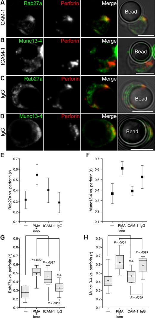 Figure 5. Engagement of LFA-1 preferentially induces Rab27a colocalization with perforin in resting NK cells, whereas engagement of CD16 preferentially induces Munc13-4 colocalization with perforin in resting NK cells. Resting NK cells were incubated with recombinant human ICAM-1-Fc or human IgG-coated beads for 20 minutes at 37°C, followed by fixation, permeabilization, and labeling. Cells conjugated with ICAM-1-Fc–coated beads were labeled with anti-perforin mAb and (A) anti-Rab27a polyclonal antibodies or (B) anti-Munc13-4 polyclonal antibodies. Cells conjugated with IgG-coated beads were labeled with anti-perforin mAb and (C) anti-Rab27a polyclonal Abs or (D) anti-Munc13-4 polyclonal Abs. Confocal images show single cells in conjugate with a bead and are representative of 5 independent experiments. Scale bars represent 5 μM. Colocalization between perforin and (E) Munc13-4 and (F) Rab27a antibody labeling in NK cells isolated from one representative healthy donor was measured and compared between resting NK cells, PMA and ionomycin-treated cells, and conjugates with IgG or ICAM-1–coated beads. Colocalization of the 2 fluorescent signals was calculated as Pearson correlation coefficient, r, using the JACOP plugin in ImageJ. Ten to 15 cells per condition were analyzed, and mean r is graphed, with error bars representing SD. (G-H) Plots represent cumulative data from 10 to 15 cells from each of 5 donors. Plus symbols represent mean values, and error bars represent SD. Boxes represent the 25th, 50th, and 75th percentiles. Two-tailed paired Student t tests were performed to assess significance.