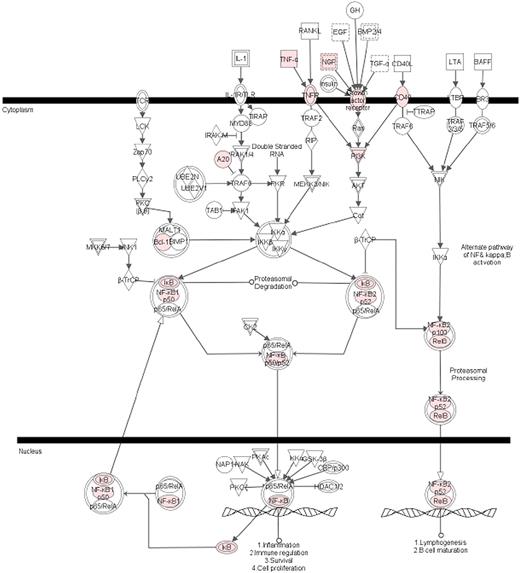 Figure 3. NF-κB signaling pathway was the most significant canonical pathway in HBMEC up-regulation. Genes, differentially regulated in HBMECs in response to Pf-IRBC coincubation, were clustered into canonical pathways using Ingenuity tool (Ingenuity Systems). The NF-κB pathway was statistically most significant (P = .001). Colored genes were up-regulated in the presence of Pf-IRBC.