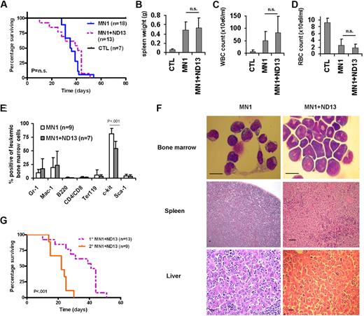 Figure 2. Phenotypically the 2-oncogene (MN1+ND13) and the 1-oncogene (MN1) leukemia model produce similar leukemias. (A) Survival analysis of mice that received a transplant of MN1-transduced (n = 18), MN1+ND13-transduced (n = 13), or control vector-transduced (n = 7) bone marrow cells. (B) Spleen weight, (C) WBC, and (D) RBC counts of moribund leukemic MN1 (n = 10) and MN1+ND13 (n = 5) mice, and of normal control mice (n = 3; mean ± SD). (E) Immunophenotype of leukemic bone marrow cells from moribund MN1 (n = 9) and MN1+ND13 (n = 7) mice gated on transgene-expressing cells (mean ± SD). (F) Representative Wright-Giemsa–stained cytospin preparation of bone marrow cells from leukemic mice, and hematoxylin and eosin–stained tissue sections from spleen and liver of leukemic mice (scale bars represent 10 μm). (G) Survival analysis of mice that received a transplant of MN1+ND13-expressing cells (primary, n = 13) and of leukemic MN1+ND13-expressing leukemic bone marrow (secondary, n = 9).