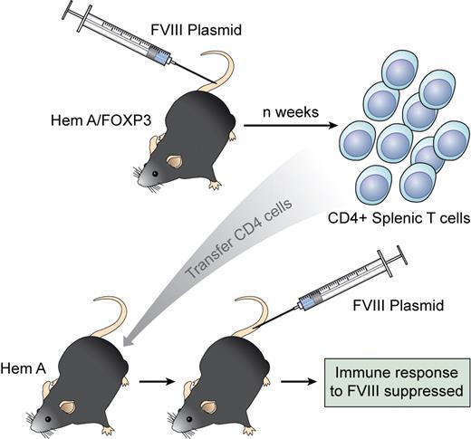 Regulatory CD4 T cells are generated in a FoxP3 transgenic mouse injected with an immunogenic FVIII vector. When transferred to a naive recipient, these CD4 cells suppress the response to FVIII and generate Tregs from the host. Professional illustration by Kenneth X. Probst.