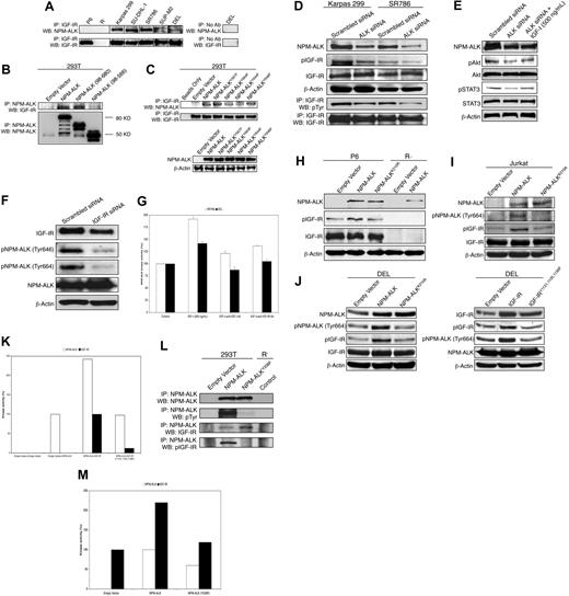Figure 4. Physical association and reciprocal functional interactions between IGF-IR and NPM-ALK. (A left panel) Immunoprecipitation by anti-IGF-IR antibody followed by WB by anti-ALK antibody shows IGF-IR and NPM-ALK to be physically associated in 5 ALK+ ALCL cell lines. P6 and R− cells were included as controls. Vertical lines have been inserted to indicate repositioned gel lanes. (A right panel) To rule out nonspecific binding of the protein of interest, a control was used in all experiments where beads were used without an antibody, and the results from the DEL cell line are shown as a representative example. (B top panel) Transfection studies in 293T cells show that the deletion of the C terminus of NPM-ALK abrogates its ability to bind to IGF-IR, whereas deletion of the NPM portion does not affect this ability, as it appears to be similar to WT NPM-ALK. (B bottom panel) Adequate protein expression of different NPM-ALK constructs after transfection into 293T cell line is shown using coimmunoprecipitation. (C top panel) Transfection experiments in 293T cells show that IGF-IR possesses much less ability to bind to NPM-ALKY644F or NPM-ALKY664F mutant compared with its ability to bind to WT NPM-ALK, NPM-ALKY567F, or NPM-ALKY646F. (C bottom panel) WB shows adequate expression of the different NPM-ALK constructs. (D) Suggesting the functional interaction between IGF-IR and NPM-ALK, specific targeting of NPM-ALK using ALK siRNA induces marked down-regulation of pIGF-IR in Karpas 299 and SR786 cells. Changes are not seen in IGF-IR. The findings are consistent when anti-IGF-IR antibody was used for immunoprecipitation followed by anti-pTyr antibody for WB. The experiment was performed in other ALK+ ALCL cell lines with consistent results. (E) Although treatment of the Karpas 299 cell line with ALK siRNA induces down-regulation of pAkt and pSTAT3, this effect is diminished when the cells are additionally stimulated with IGF-IR ligand, IGF-I. (F) In support of the reciprocal functional interactions between IGF-IR and NPM-ALK, specific targeting of IGF-IR by siRNA in Karpas 299 cells induces a significant decrease in pNPM-ALK levels at Tyr646 and Tyr664. (G) Treating the ALK+ ALCL cell lines with IGF-I induces significant increase in NPM-ALK kinase activity up to 92 and 42% of its baseline levels in SR786 and DEL cell lines, respectively. This effect is largely reversed when these cells are treated with IGF-I and one of the anti–IGF-I–neutralizing antibodies or the anti-IGF-IR blocking antibody. P less than .01 for cells treated with IGF-I compared with controls and other treatments groups. (H) To further demonstrate the functional interaction between the 2 kinases, transfection of P6 cells with WT NPM-ALK induces significant up-regulation of pIGF-IR. In contrast, changes are not noted in pIGF-IR levels when P6 cells were transfected with NPM-ALKK210R. Transfection of P6 cells with different NPM-ALK constructs did not affect the baseline levels of IGF-IR. R− cells were used as a negative control for IGF-IR expression. Using the anti-ALK antibody confirmed the expression upon transfection of either the WT NPM-ALK or NPM-ALKK210R. (I) Transfection of Jurkat cell line, which expresses IGF-IR, with WT NPM-ALK induces marked increase in pIGF-IR. In contrast, NPM-ALKK210A fails to induce a similar effect, and pIGF-IR remains comparable with empty vector. (J left panel) WT NPM-ALK, but not NPM-ALKK210A, induces up-regulation of pIGF-IR levels in the ALK+ TCL cell line DEL. (J right panel) pNPM-ALK levels significantly increase after transfection of DEL cells with WT IGF-IR. Of note is that transfection of this cell line with IGF-IRY1131,1135,1136F, which possesses significantly less kinase activity compared with WT IGF-IR, does not induce a similar effect on pNPM-ALK levels. (K) Cotransfection of R− cells with WT IGF-IR and WT NPM-ALK is associated with marked increase in NPM-ALK kinase activity compared with cotransfection of these cells with IGF-IRY1131,1135,1136F and WT NPM-ALK. The results represent one of 2 consistent experiments. (L) Coimmunoprecipitation studies in 293T cell line show that NPM-ALKY338F possesses significantly low levels of tyrosine phosphorylation. Similar to WT NPM-ALK, NPM-ALKY338F can still efficiently bind to IGF-IR. Nonetheless, in comparison to WT NPM-ALK, NPM-ALKY338F lacks the ability to induce the phosphorylation/activation of IGF-IR. (M) NPM-ALKY338F does not increase the basal level of IGF-IR kinase activity in 293T cells. The results are representative of 2 consistent experiments.