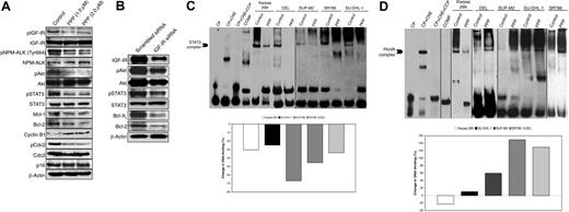 Figure 7. Targeting of IGF-IR induces significant effects on downstream survival proteins in ALK+ ALCL cells. To explore possible explanations for the negative effects of down-regulation of IGF-IR signaling on ALK+ ALCL, the effect of selective blockade of IGF-IR by PPP on proteins downstream of IGF-IR was studied. These proteins are also known to significantly contribute to the pathogenesis of ALK+ ALCL. (A) WB (Karpas 299 cell line is shown as a representative example) confirmed that at 24 hours, PPP induces marked down-regulation of pIGF-IR, without a noticeable change in IGF-IR levels. The decrease in pIGF-IR is associated with decreases in pNPM-ALK (Tyr664), pAkt (Ser473), and pSTAT3 (Tyr705). In addition, PPP induces significant decreases in the antiapoptotic proteins Mcl-1 and Bcl-2. Furthermore, PPP induces a notable increase and decrease in the cell-cycle regulatory proteins cyclin B1 and pCdc, respectively. Changes are not seen in p16 and Cdc. The effects of PPP on the cell cycle regulatory proteins are consistent with the occurrence of G2/M-phase cell-cycle arrest. (B) We also used specific targeting of IGF-IR by siRNA to confirm some of the results and to rule out the possibility of nonspecific effects of the pharmacologic agent PPP. IGF-IR siRNA decreased pAkt, pSTAT3, Bcl-XL, and Bcl-2 levels. To further explore the mechanisms by which IGF-IR induces its oncogenic effects in ALK+ ALCL, the binding of STAT3 (C) and FKHR (D) to DNA was studied by using 2 different techniques, namely EMSA (top panels) and ELISA (bottom panels), after treatment with PPP (2 μM for 24 hours). (C) PPP significantly decreases STAT3 binding to DNA in the 5 ALK+ ALCL cell lines. The difference in the migration of the STAT3-DNA binding band between the control and the ALK+ ALCL cells could be explained by the difference in the target sequence. A vertical line has been inserted to indicate prepositioned gel lanes. (D) In contrast to its effect on STAT3, PPP enhances FKHR binding to DNA in SU-DHL-1, SUP-M2, SR786, and DEL cells. These results are in agreement with PPP-induced cell death of these cells. Vertical lines have been inserted to indicate repositioned gel lanes. The controls (CP, control probe; CNE, control nuclear extract; CCP, cold control probe; COMP, competition) confirm that the reagents performed properly.