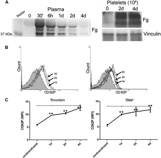 Figure 3. Fibrinogen transfusion recovered platelet surface P-selectin in Fg−/− mice. (A) Plasma Fg was determined by Western blot 30 minutes (30′), 6 hours (6h), 1 day (1d), 2 days (2d), and 4 days (4d) after transfusion. Thirty minutes after transfusion, significant plasma Fg levels were observed compared with the pretransfused plasma (time 0). Subsequently, the plasma Fg decreased gradually throughout the 4-day observation period (left panel). Platelet Fg was assayed before transfusion (0), as well as 2 and 4 days after transfusion. Significant levels of Fg were detected in Fg−/− platelets by day 2. Vinculin was used as a loading control (right panel). The immunoblots in each panel were developed from the same PVDF membrane and the experiments were repeated at least 3 times. (B) P-selectin expression on the surface of Fg−/− platelets before transfusion (shaded), as well as 1, 2, and 4 days after transfusion (arrow indicated), was analyzed via flow cytometry after incubation with either thrombin (left panel) or TRAP (right panel). Plasma Fg transfusion completely reversed the defect in P-selectin expression on Fg−/− platelets. (C) P-selectin expression on thrombin- or TRAP-activated platelets was plotted to show the time course. A significant increase in cell surface P-selectin expression on Fg−/− platelets was observed 1, 2, and 4 days after transfusion (n = 6, **P < .001), and demonstrated a tendency to increase with time following transfusion. Dashed line indicates cell surface P-selectin expression on wild-type platelets.