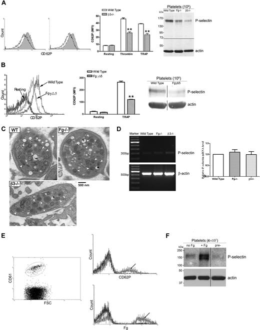 Figure 7. Engagement of β3 integrin and Fg is required for maintenance of platelet cell surface and intracellular P-selectin expression. (A) Gel-filtered platelets were incubated with either thrombin (left histogram) or TRAP (right histogram), and P-selectin expression on the platelet surface was analyzed via flow cytometry. P-selectin expression was significantly decreased on β3−/− platelets (black) after activation compared with wild type (shaded); bar graph indicates MFI plus or minus SEM (n = 3; **P < .01). A decrease in total platelet P-selectin levels in β3−/− platelets was also observed by immunoblot (right panel). The immunoblots in each panel were developed from the same nitrocellulose membrane and the experiments were repeated at least 3 times. (B) P-selectin expression was also significantly decreased on FgγΔ5 platelets after TRAP activation compared with wild type (left panel, arrow indicated); bar graph indicates MFI plus or minus SEM (middle panel) (n = 4; **P < .001). A decrease in total platelet P-selectin levels in FgγΔ5 platelets was also observed by immunoblot (right panel). The immunoblots were developed from the same PVDF membrane and the experiments were repeated at least 3 times. (C) No significant differences in the average number of platelet α-granules (arrow indicated) in Fg−/− and β3−/− mice compared with those of wild-type (WT) mice were observed (P > .05). The quantitative morphometric comparisons were performed via electron microscopy in 50 platelets per mouse and 2 mice in each group were quantitated. (D) Total platelet mRNA was isolated and reverse transcribed. PCR amplification of cDNA was performed using primers for mouse P-selectin and β-actin (internal control). The levels of P-selectin mRNA in Fg−/− and β3−/− platelets appear similar to wild-type controls after individual bands are normalized to their β-actin controls (left panel). These results were confirmed by quantitative real-time PCR (Fg−/− versus WT: P = .44; β3−/− versus WT: P = .96; right panel). (E) Gel-filtered platelets from Fg−/− mice (β3 integrin positive) were transfused to β3−/− mice (Fg positive) and Fg−/− mice (negative control). Two days after transfusion, platelets were isolated and analyzed via flow cytometry. β3 integrin–positive Fg−/− platelets were gated (left panel), and a significant increase in Fg and P-selectin expression was observed on those β3 integrin–positive platelets isolated from β3−/− mice (arrow indicated), but not from Fg−/− mice, after treatment with TRAP (right panel). The experiments were repeated at least 3 times. (F) Washed platelets from Fg−/− mice were incubated in culture media supplemented with Fg (+ Fg) or media alone (no Fg). Platelet P-selectin levels in cultured platelets and uncultured platelets (pre-: platelets were lysed prior to incubation) were examined via Western blot. Platelets cultured with Fg had significantly greater levels of P-selectin. The immunoblots were developed from the same PVDF membrane and the experiments were repeated at least 3 times.