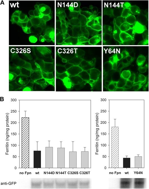 Figure 1. Cellular localization and iron-exporting function are not impaired in N144D/T, Y64N, and C326S/T Fpn mutants. (A) Localization of mutants is similar to wt Fpn: HEK293T cells were transiently transfected with human wt Fpn-GFP or with indicated Fpn mutants for 24 hours and imaged by epifluorescence microscopy. (B) Iron export of mutants is similar to wt Fpn: control untransfected HEK293T cells or HEK293T cells transiently transfected with human wt or mutant Fpn-GFP constructs were incubated for 24 hours in the presence of 20 μM FAC. Total cellular protein was isolated, and ferritin content was determined by ELISA. Results are presented as the mean and SD of 3 or 4 separate experiments. Bottom panel illustrates similar expression levels of wt and mutant Fpn-GFP constructs as assessed by Western blotting using anti-GFP antibody. Y64N mutant is presented in a different graph because its ferritin ELISA and GFP Western blotting were performed separately from the analyses of the other mutants.