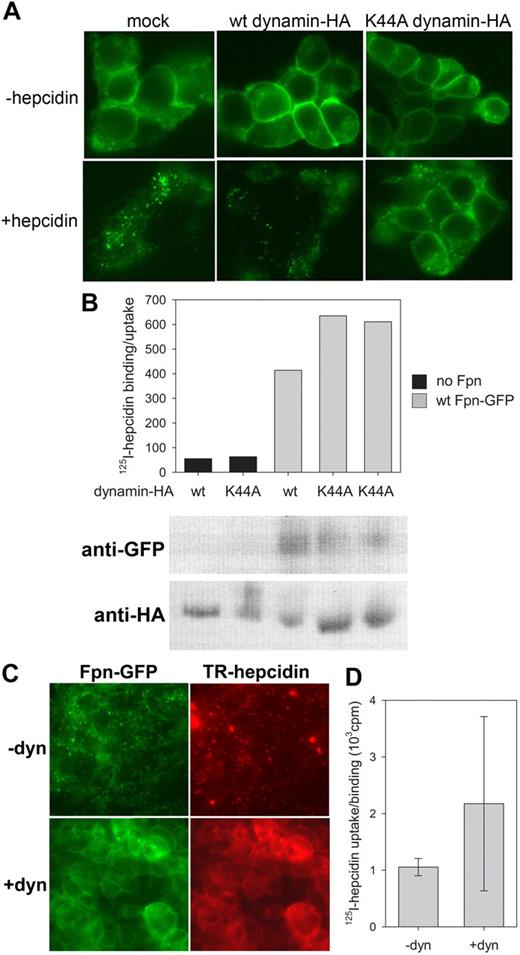 Figure 4. Hepcidin binding to Fpn does not depend on Fpn internalization. (A) Ponasterone-inducible Fpn-GFP cells were transfected with wt dynamin-HA or dominant-negative K44A mutant for 24 hours. Hepcidin (1 μg/mL) was added for 1 hour, and cells were imaged by epifluorescence microscopy. (B) Cells were transfected as in (A), 125I-hepcidin was added for 1 hour at 37°C, and cell-associated radioactivity was determined by gamma counting. The same samples were analyzed by Western blotting to assess the expression levels of Fpn-GFP and wt or K44A dynamin-HA. (C) Ponasterone-inducible Fpn-GFP cells were treated with 80 μM dynasore for 15 minutes, followed by 45 minutes of 1 μg/mL Texas Red–labeled hepcidin, and imaged by epifluorescence microscopy. (D) Cells were treated with dynasore as in (C), 125I-hepcidin was added for 45 minutes at 37°C, and cell-associated radioactivity was measured in a gamma counter. Hepcidin binding to cells treated with dynasore was not lower than to control cells (P = .4 by Mann-Whitney test).