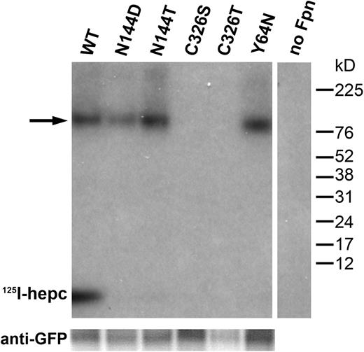 Figure 5. C326, but not N144 or Y64, is necessary for hepcidin binding. HEK293T cells were transiently transfected with wt or mutant Fpn-GFP constructs for 24 hours, and incubated with 125I-hepcidin for 1 hour at 37°C. Protein was isolated, immunoprecipitated using anti-GFP antibody, and analyzed by SDS-PAGE and autoradiography. The size of the Fpn-GFP fusion protein is 97 kDa, and hepcidin is 2.8 kDa. → indicates the FpnGFP/hepcidin complex. Bottom panel shows Western blot of the same samples probed with anti-GFP antibody as a loading control.