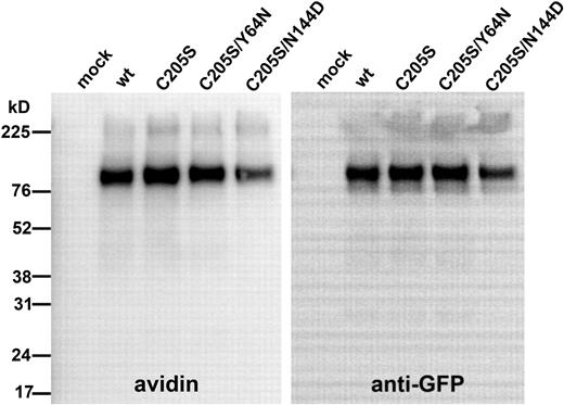 Figure 7. Hepcidin resistance of N144 and Y64 substitutions is not caused by altered accessibility of the C326-SH residue. HEK293T cells were transiently transfected with wt or mutant Fpn-GFP constructs for 24 hours, then incubated in the presence of sulfhydryl-reactive nonpermeable biotinylation reagent for 30 minutes at 4°C. Total cellular protein was isolated and immunoprecipitated with anti-GFP antibody, and samples were analyzed by Western blotting using avidin-HRPO (left panel) or anti-GFP antibody (right panel).