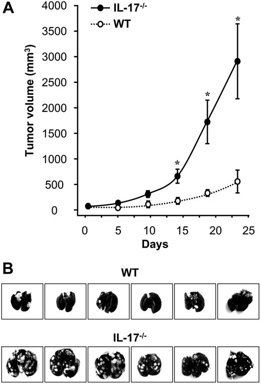 Figure 1. Enhanced tumor growth and metastasis in IL-17–deficient mice. MC38 cells were inoculated into IL-17–deficient mice and normal wild-type mice as we described. (A) Enhanced tumor growth in IL-17–deficient mice. After tumor inoculation, tumor volume was measured as described in “Methods.” Results are expressed as mean ± SEM; n = 5 per group. (B) Enhanced tumor lung metastasis in IL-17–deficient mice. Thirty days after tumor inoculation, tumor colonies in the lungs were photographed and quantified; n = 6 per group.