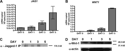 Figure 5. Discordance between JAG1 and WNT1 mRNA and protein expression levels. Quantitative RT-PCR of (A) JAG1 and (B) WNT1 mRNA in day 0, 1, 3, and 5 differentiated MDDCs. One representative donor from 3 is shown. Error bars represent SD from 3 replicates. (C) Immunoprecipitation-Western blot of Jagged-1 protein (∼ 180 kDa) in lysate (350 μg protein per sample). (D) Top: Western blot detection of Wnt-1 protein (∼ 41 kDa) in lysate (33 μg protein per lane) from day 0, 1, 3, and 5 differentiated MDDCs. Bottom: Western blot detection of actin loading control.