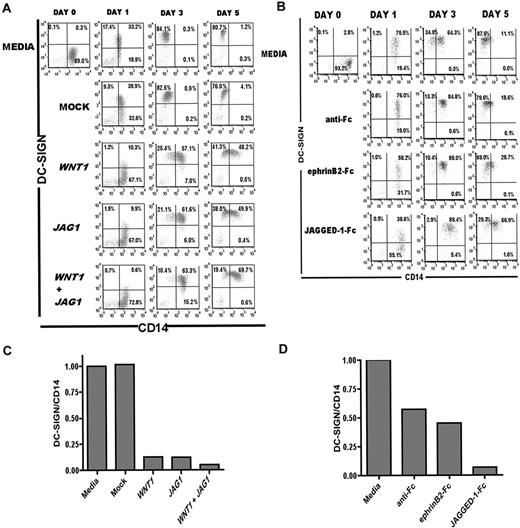 Figure 6. Secreted Wnt-1 and Jagged-1 block complete MDDC differentiation. Flow cytometric analysis showing DC-SIGN and CD14 expression of MDDCs differentiated with IL-4 and GM-CSF plus (A) CM from cells transfected with empty pcDNA3 vector (Mock), WNT1, JAG1, or a combination of WNT1 and JAG1 (WNT1 + JAG1) expression vectors. Top row of dot plots: MDDCs differentiated with IL-4 and GM-CSF plus CM from untransfected cells (Media control). Quadrants were set based on isotype controls for each time point. (B) Flow cytometric data were quantified for comparison of DC-SIGN/CD14 expression ratios at day 3 in differentiating MDDCs. Ratios were calculated using MFI of DC-SIGN/ MFI of CD14 and normalized to media control. (C) Flow cytometry analysis showing DC-SIGN and CD14 expression of MDDCs differentiated with IL-4 and GM-CSF plus secondary anti-Fc antibodies only, preclustered ephrinB2-Fc, or preclustered Jagged-1-Fc. Quadrants were set based on isotype controls for each time point. (D) DC-SIGN/CD14 expression ratios at day 3 were calculated using MFI of DC-SIGN/ MFI of CD14 and normalized to media control.