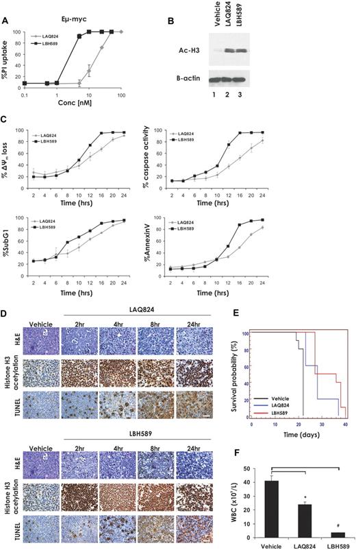 Figure 1. The HDACi LAQ824 and LBH589 induce cell death in Eμ-myc lymphomas both in vitro and in vivo. (A) Eμ-myc lymphoma cells were incubated for 24 hours with the indicated concentrations of LAQ824 or LBH589. Cell viability was determined by the uptake of PI and FACS analysis. (B) Whole cell lysates were prepared from Eμ-myc lymphoma cells that had been treated for 2 hours with vehicle, LAQ824 (25 nM), or LBH589 (4 nM). Western blot analysis was performed with antibodies specific for acetylated histone H3. Equivalent protein loading was confirmed by probing for β-actin. (C) Eμ-myc lymphomas were treated with LAQ824 (25 nM) or LBH589 (4 nM) for the indicated times, and apoptosis was assessed by flow cytometric analysis of Δψm, caspase activation, presence of cells with < 2n DNA content (sub G1), and surface exposure of phosphotidylserine (annexin V staining). Each dose or time point represents the mean value of 3 individual experiments ± SE. (D) C57BL/6 mice bearing palpable Eμ-myc lymphoma cells were treated intravenously with LAQ824 (75 mg/kg) or LBH589 (80 mg/kg), and lymph nodes were harvested at the indicated times. Histologic sections were assessed by hematoxylin and eosin staining (top panel), immunohistochemistry using antibodies to acetyl histone H3 (middle panel), and TUNEL staining (bottom panel). Each time point is representative of an individual mouse. (E) C57BL/6 mice bearing an Eμ-myc lymphoma were treated with vehicle (200 μL 10% lactic acid/D5W; n = 10), LAQ824 (75 mg/kg; n = 10), or LBH589 (80 mg/kg; n = 10). Kaplan-Meier survival curves of mice treated with vehicle (black line), LAQ824 (blue line), or LBH589 (red line) are shown. (F) WBC counts of mice bearing an Eμ-myc lymphoma were taken 3 days after treatment with vehicle, LAQ824, or LBH589. Each point represents the mean value of 3 individual mice ± SE (*P = .01; #P = .004).