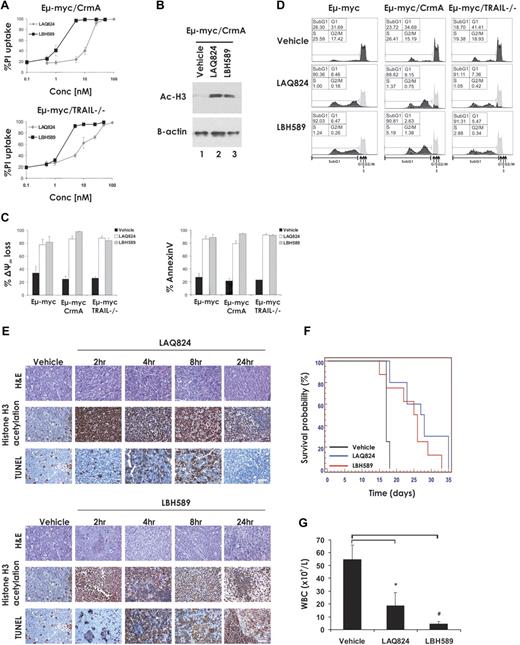 Figure 2. LAQ824- and LBH589-induced apoptosis and therapeutic efficacy do not require the death receptor pathway. (A) Eμ-myc/CrmA and Eμ-myc/trail−/− lymphoma cells were incubated for 24 hours with the indicated concentrations of LAQ824 or LBH589. Cell viability was determined by staining with PI and FACS analysis. (B) Whole cell lysates were prepared from Eμ-myc/CrmA lymphomas that had been treated for 2 hours with vehicle, LAQ824 (25 nM), or LBH589 (4 nM). Western blot analysis was performed with antibodies specific to acetylated histone H3. Equivalent protein loading was confirmed by probing for β-actin. (C) Eμ-myc/CrmA and Eμ-myc/trail−/− lymphomas were treated in vitro for 24 hours with vehicle (■), LAQ824 (25 nM; □), or LBH589 (4 nM; ▩). The extent of apoptosis was measured by flow cytometric analysis of the loss of Δψm and exposure of phosphatidylserine on the cell surface (annexin V staining). Each dose or time point represents the mean value of 3 individual experiments ± SE. (D) Eμ-myc/CrmA and Eμ-myc/trail−/− lymphoma cells were treated in vitro for 24 hours with vehicle, LAQ824 (25 nM), or LBH589 (4 nM), and cell-cycle analysis was performed by FACS after staining fixed/permeabilized cells with PI. The percentages of cells residing in the G0/G1, S, and G2/M phases of the cell cycle and those cells with less than 2n DNA content (sub-G1) are indicated. Cells treated with vehicle are represented by the gray histograms in the middle and bottom panels. (E) C57BL/6 mice bearing palpable Eμ-myc/CrmA lymphomas were injected intravenously with LAQ824 (75 mg/kg) or LBH589 (80 mg/kg), and lymph nodes were harvested at the indicated times. Histologic sections were assessed by hematoxylin and eosin staining (top panel), immunohistochemistry using antibodies to acetyl histone H3 (middle panel), and TUNEL staining (bottom panel). Each time point is of an individual mouse. (F) C57BL/6 mice bearing an Eμ-myc/CrmA lymphoma were injected with vehicle (200 μL 10% lactic acid/D5W; n = 10), LAQ824 (75 mg/kg; n = 10), or LBH589 (80 mg/kg; n = 10). Kaplan-Meier survival curves of mice treated with vehicle (black line), LAQ824 (blue line), or LBH589 (red line) are shown. (G) WBC counts of mice bearing an Eμ-myc/CrmA lymphoma (n = 3) were taken 3 days after treatment with vehicle, LAQ824, or LBH589. Each point represents the mean value of 3 individual mice ± SE (*P = .03; #P = .02).