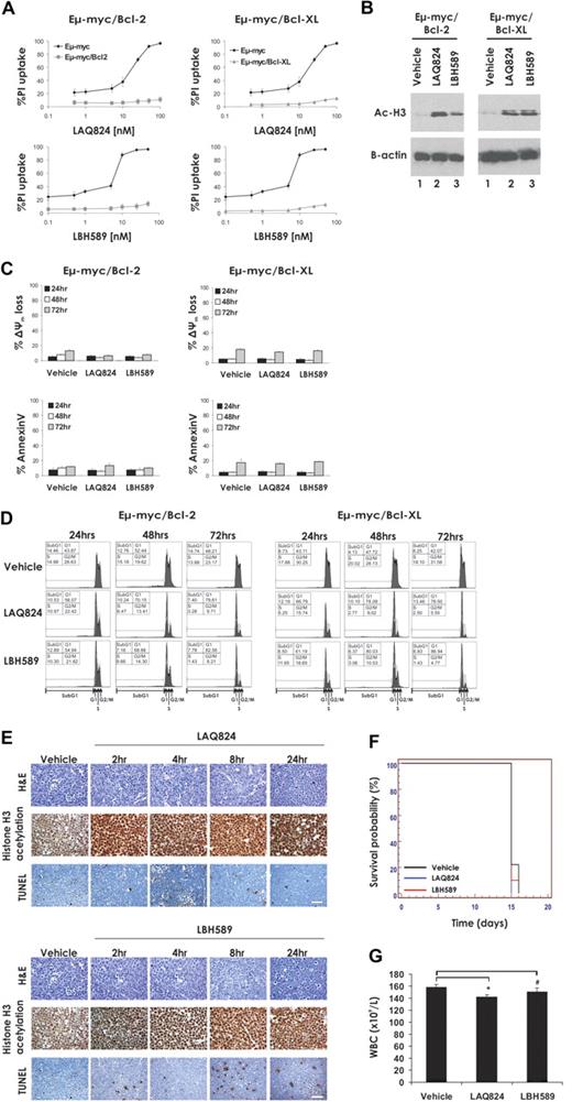 Figure 3. Overexpression of Bcl-2 suppresses LAQ824- and LBH589-mediated apoptosis and therapeutic efficacy. (A) Eμ-myc, Eμ-myc/bcl-2, and Eμ-myc/bcl-xL lymphoma cells were incubated for 24 hours with the indicated concentrations of LAQ824 or LBH589. Cell viability was determined by staining with PI and FACS analysis. (B) Whole cell lysates were prepared from Eμ-myc/bcl-2 and Eμ-myc/bcl-xL lymphoma cells that had been treated for 2 hours with vehicle, LAQ824 (25 nM), or LBH589 (4 nM). Western blot analysis was performed with antibodies specific for acetylated histone H3. Equivalent protein loading was confirmed by probing for β-actin. (C) Eμ-myc/bcl-2 and Eμ-myc/bcl-xL lymphoma cells were treated with vehicle, LAQ824 (25 nM), or LBH589 (4 nM) for 24, 48, or 72 hours. The extent of apoptosis was measured by flow cytometric analysis of Δψm and exposure of phosphatidylserine on the cell surface (annexin V staining). Each dose or time point represents the mean value of 3 individual experiments ± SE. (D) Eμ-myc/bcl-2 and Eμ-myc/bcl-XL lymphoma cells were treated for 24 to 72 hours with vehicle, LAQ824 (25 nM), or LBH589 (4 nM), and cell-cycle analysis was performed by FACS after staining fixed/permeabilized cells with PI. The percentages of cells residing in the G0/G1, S, and G2/M phases of the cell cycle and those cells with less than 2n DNA content (sub-G1) are indicated. Cells treated with vehicle are represented by the gray histograms in the middle and bottom panels. (E) C57BL/6 mice bearing palpable Eμ-myc/bcl-2 lymphomas were injected intravenously with LAQ824 (75 mg/kg) or LBH589 (80 mg/kg), and lymph nodes were harvested at the indicated times. Histologic sections were assessed by hematoxylin and eosin staining (top panel), immunohistochemistry using antibodies to acetyl histone H3 (middle panel), and TUNEL staining (bottom panel). Each time point is of an individual mouse. (F) C57BL/6 mice bearing an Eμ-myc/bcl-2 lymphoma were treated with vehicle (200 μL 10% lactic acid/D5W; n = 10), LAQ824 (75 mg/kg; n = 10), or LBH589 (80 mg/kg; n = 10). Kaplan-Meier survival curves of mice treated with vehicle (black line), LAQ824 (blue line), or LBH589 (red line) are shown. (G) WBC counts of mice bearing an Eμ-myc/bcl-2 lymphoma (n = 3) were taken 3 days after treatment with vehicle, LAQ824, or LBH589l. Each point represents the mean value of 3 individual mice ± SE (*P = .1; #P = .3).