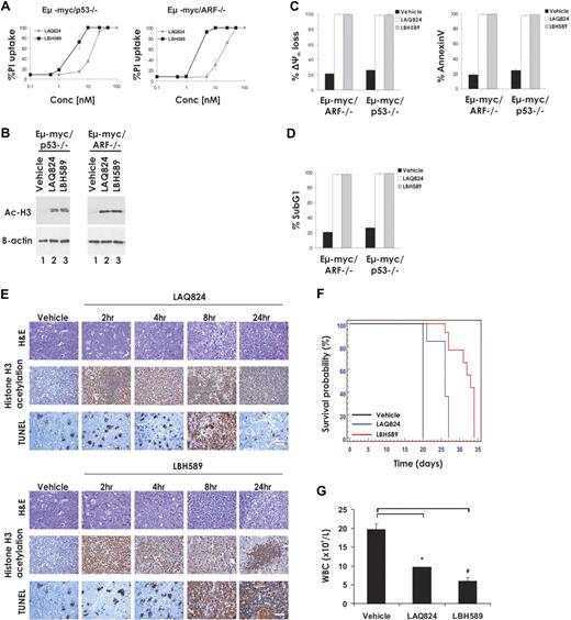 Figure 4. LAQ824- and LBH589-mediated apoptosis and therapeutic efficacy are independent of the p53 pathway. (A) Eμ-myc/p53−/− and Eμ-myc/arf−/− lymphoma cells were incubated for 24 hours with the indicated concentrations of LAQ824 or LBH589. Cell viability was determined by staining with PI and FACS analysis. (B) Whole cell lysates were prepared from Eμ-myc/p53−/− and Eμ-myc/arf−/− lymphomas that had been treated for 2 hours with vehicle, LAQ824 (25 nM), or LBH589 (4 nM). Western blot analysis was performed with antibodies specific to acetylated histone H3. Equivalent protein loading was confirmed by probing for β-actin. (C-D) Eμ-myc/p53−/− and Eμ-myc/arf−/− lymphomas were treated for 24 hours with vehicle (■), LAQ824 (25 nM; □), or LBH589 (4 nM; ▩). The extent of apoptosis was measured by flow cytometric analysis of Δψm, exposure of phosphatidylserine on the cell surface (annexin V staining), and presence of cells with less than 2n DNA content (PI staining of fixed/permeabilized cells). Each dose or time point represents the mean value of 3 individual experiments ± SE. (E) C57BL/6 mice bearing palpable Eμ-myc/p53−/− lymphomas were treated intravenously with LAQ824 (75 mg/kg) or LBH589 (80 mg/kg), and lymph nodes were harvested at the indicated times. Histologic sections were assessed by hematoxylin and eosin staining (top panel), immunohistochemistry using antibodies to acetyl histone H3 (middle panel), and TUNEL staining (bottom panel). Each time point is of an individual mouse. (F) C57BL/6 mice bearing an Eμ-myc/p53−/− lymphoma were treated with vehicle (200 μL 10% lactic acid/D5W; n = 10), LAQ824 (75 mg/kg; n = 10), or LBH589 (80 mg/kg; n = 10). Kaplan-Meier survival curves of mice treated with vehicle (black line), LAQ824 (blue line), and LBH589 (red line) are shown. (G) WBC counts of mice bearing an Eμ-myc/p53−/− lymphoma (n = 3) were taken 3 days after treatment with vehicle, LAQ824, or LBH589. Each point represents the mean value of 3 individual mice ± SE (*P = .06, #P = .002).