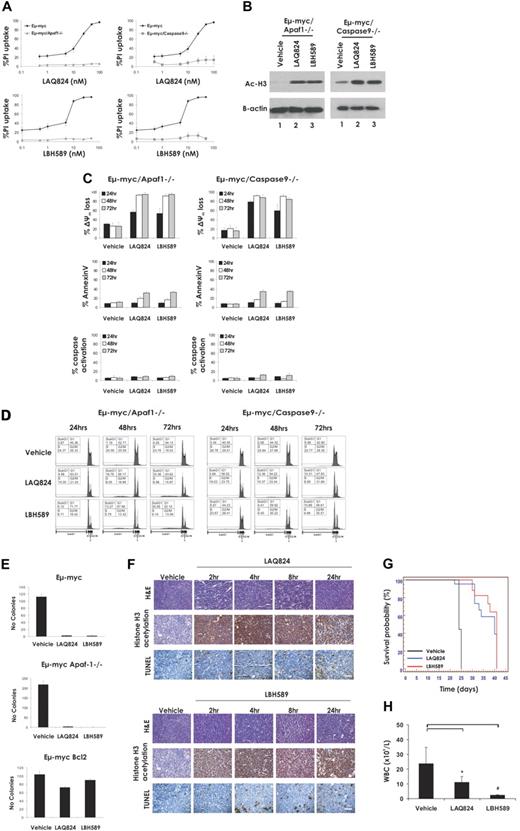 Figure 4. LAQ824 and LBH589 do not require a functional apoptosome for the killing of Eμ-myc lymphoma cells and therapeutic efficacy. (A) Eμ-myc, Eμ-myc/apaf-1−/−, and Eμ-myc/caspase-9−/− lymphoma cells were incubated for 24 hours with the indicated concentrations of LAQ824 or LBH589. Cell viability was determined by staining with PI and FACS analysis. (B) Whole cell lysates were prepared from Eμ-myc/apaf-1−/− and Eμ-myc/caspase-9−/− lymphoma cells that had been treated for 2 hours with vehicle, LAQ824 (25 nM), or LBH589 (4 nM). Western blot analysis was performed with antibodies specific to acetylated histone H3. Equivalent protein loading was confirmed by probing for β-actin. (C) Eμ-myc/apaf-1−/− and Eμ-myc/caspase-9−/− lymphoma cells were treated for 24 to 72 hours with vehicle, LAQ824 (25 nM), or LBH589 (4 nM). The extent of apoptosis was measured by flow cytometric analysis of Δψm, exposure of phosphatidylserine on the cell surface (annexin V staining) and caspase activation. Each dose or time point represents the mean value of 3 individual experiments ± SE. (D) Eμ-myc/apaf-1−/− and Eμ-myc/caspase-9−/− lymphoma cells were treated for 24 to 72 hours with vehicle, LAQ824 (25 nM), or LBH589 (4 nM), and cell-cycle analysis was performed by FACS after staining fixed/permeabilized cells with PI. The percentages of cells residing in the G0/G1, S, and G2/M phases of the cell cycle and those cells with less than 2N DNA content (sub-G1) are indicated. Cells treated with vehicle are represented by the gray histograms in the middle and bottom panels. (E) The clonogenic potential of Eμ-myc, Eμ-myc/bcl-2, and Eμ-myc/apaf-1−/− lymphoma cells treated for 24 hours with vehicle, LAQ824, or LBH589 was assessed by plating treated cells in soft agar and counting colonies after 10 days in culture. Results shown represent the mean ± SE of 3 separate experiments. (F) C57BL/6 mice bearing palpable Eμ-myc/apaf-1−/− lymphomas were treated intravenously with LAQ824 (75 mg/kg) or LBH58 (80 mg/kg), and lymph nodes were harvested at the indicated times. Histologic sections were assessed by hematoxylin and eosin staining (top panel), immunohistochemistry using antibodies to acetyl histone H3 (middle panel), and TUNEL staining (bottom panel). Each time point is of an individual mouse. (G) C57BL/6 mice bearing an Eμ-myc/apaf-1−/− lymphoma were treated with vehicle (200 μL 10% lactic acid/D5W; n = 10), LAQ824 (75 mg/kg; n = 10), or LBH589 (80 mg/kg; n = 10). Kaplan-Meier survival curves of mice treated with vehicle (black line), LAQ824 (blue line), or LBH589 (red line) are shown. (H) WBC counts of mice bearing an Eμ-myc/apaf-1−/− lymphoma (n = 3) were taken 3 days after treatment with vehicle, LAQ824, or LBH589. Each point represents the mean value of 3 individual mice ± SE (*P = .19; #P = .09).
