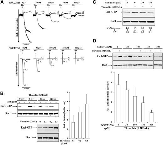Figure 1. The Rac1-specific inhibitor NSC23766 blocks platelet aggregation, dense granule secretion, and Rac1 activation in platelets stimulated with thrombin. (A) Platelets untreated (0 μM) or pretreated with different concentrations of 30 to 300 μM NSC23766 for 5 minutes were stimulated with thrombin (0.1, 0.2, and 0.5 U/mL). NSC23766, dose-dependently inhibited thrombin-induced platelet aggregation (top) and dense granule secretion (bottom). Representative tracings for change in light transmission and ATP secretion (×0.05 gain) are shown, respectively. (B) Rac1 activation and inhibition by NSC23766 in thrombin-stimulated platelets. Top left, time course of Rac1 activation in 0.5 U/mL thrombin-stimulated platelets untreated (−) or pretreated with 300 μM NSC23766 (+). Platelets were stimulated in the presence of RGDS to inhibit aggregation. Representative immunoblots of pulled down Rac1-GTP and total Rac1. Bottom left, dose-dependent increase of Rac1 activation in platelets stimulated with increasing concentrations of thrombin (0.1, 0.2, and 0.5 U/mL) for 5 seconds. Representative immunoblots of pulled down Rac1-GTP and total Rac1 (left), and bar diagram exhibiting fold increase in Rac1 activation (right). Values are the mean + SD for 3 independent experiments. (C) Dose-dependent inhibition of 0.1 U/mL thrombin-induced Rac1 activation by NSC23766 (30 and 50 μM). Representative immunoblots of pulled down Rac1-GTP and total Rac1 from nonstimulated (−) and thrombin-stimulated (+) platelets. Values in mean-fold increase (± SD) obtained from 3 independent experiments are shown beneath the immunoblots. (D) Dose-dependent inhibition of 0.5 U/mL thrombin-induced Rac1 activation by 30 to 300 μM NSC23766. Top, representative immunoblots of pulled down Rac1-GTP and total Rac1 from nonstimulated (−) and thrombin-stimulated (+) platelets. Bottom, bar diagram showing inhibition of thrombin-induced Rac1 activation by NSC23766. Values are the mean + SD for 3 independent experiments.