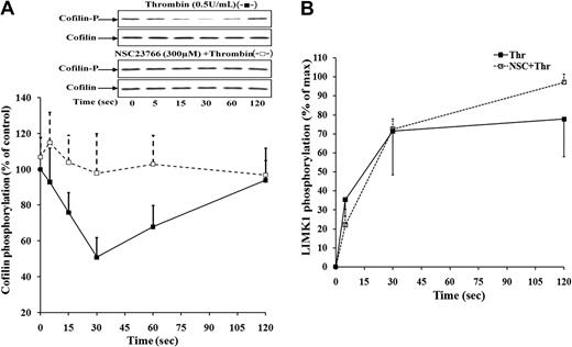 Figure 2. Rac1 inhibitor NSC23766 blocks cofilin dephosphorylation but did not affect LIMK1 phosphorylation induced by thrombin. Effect of NSC23766 on cofilin (A) and LIMK-1 (Thr508; B) phosphorylation during platelet aggregation induced by 0.5 U/mL thrombin. Lysates of platelet stimulated with thrombin in the absence (-■-) or presence (-□-) of NSC23766 were immunoblotted with anti–phospho-cofilin, anti-cofilin anti–phospho-LIMK1/2, and anti-LIMK1 antibodies, and changes were estimated densitometrically. Graphic representation of the results. Values are the mean + SD or mean − SD for 3 independent experiments. Inset, representative immunoblots of cofilin phosphorylation.