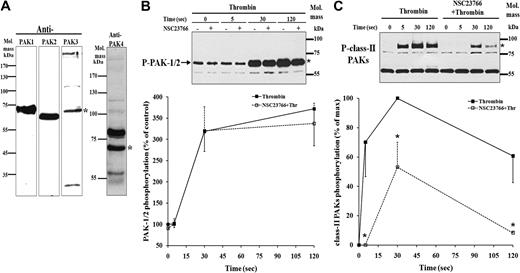 Figure 3. Identification of PAK isoforms in platelets and inhibition of PAK4/5/6 phosphorylation but not the PAK1/2 phosphorylation by NSC23766. (A) Identification of PAK isoforms in platelets. Resting platelets were lysed and immunoblotted using specific anti-PAK1, anti-PAK2, anti-PAK3, and anti-PAK4 antibodies. Immunoblots showing PAK1, PAK2, PAK3, and PAK4 at their approximate molecular masses (*) in platelets. (B) Effect of 300 μM NSC23766 on PAK1/2 phosphorylation. Platelets stimulated with 0.5 U/mL thrombin in the absence (-■-) or in the presence of NSC23766 (-□-) were immunoblotted with anti–phospho-PAK1/2 antibody. Top, representative immunoblot of PAK1/2 phosphorylation (*). Bottom, graphic representation of PAK1/2 phosphorylation (between 55 and 75 kDa). Values are the mean + SD or mean − SD for 3 independent experiments. (C) Inhibition of class II-PAKs phosphorylation by 300 μM NSC23766. Platelets stimulated with thrombin in the absence (-■-) or in the presence of NSC23766 (-□-) were immunoblotted with anti–phospho-PAK4/5/6 antibody. Top, representative immunoblot of class II PAKs phosphorylation (*). Bottom, graphic representation of class II PAKs phosphorylation (between 75 and 100 kDa). Values are the mean + SD or mean − SD for 3 independent experiments. * denotes statistical significance (P < .001) with respect to nontreated sample.