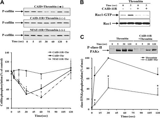 Figure 4. Effect of calcineurin inhibition on cofilin dephosphorylation, Rac1 activation, and class II PAKs phosphorylation in thrombin-stimulated platelets. (A) Inhibition of cofilin dephosphorylation by the calcineurin inhibitory peptide CAID-11R and not by the control peptides CAID and NFAT-11R in thrombin-stimulated platelets. Platelet samples pretreated with CAID (-■-), CAID-11R (-□-), or NFAT-11R (-▴-; each 20 μM) and stimulated with 0.5 U/mL thrombin were immunoblotted with anti-cofilin and anti–phospho-cofilin antibodies. Top, representative immunoblots for cofilin phosphorylation. Bottom, graphic representation of the results. Values are the mean + SD or mean − SD of 3 independent experiments. (B) Inhibition of Rac1 activation by 20 μM CAID-11R. Rac1-GTP was pulled down from platelets untreated (−) or pretreated with CAID-11R (+) and then stimulated with 0.5 U/mL thrombin for 5 seconds. Representative immunoblots of pulled down Rac1-GTP and total Rac1. (C) Inhibition of class II PAKs phosphorylation by CAID-11R. Platelets stimulated with thrombin in the absence (-■-) or in the presence of CAID-11R (-□-) were immunoblotted with anti–phospho-PAK4/5/6 antibody. Top, representative immunoblots of PAK4/5/6 phosphorylation. Bottom, graphic representation of PAK4/5/6 phosphorylation. Values are the mean + SD or mean − SD for 3 independent experiments. * denotes statistical significance (P < .001) with respect to nontreated sample.