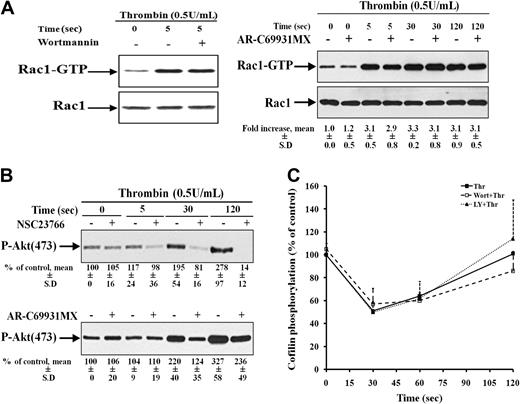 Figure 5. PI3-kinase is downstream of Rac1 activation, but it is not involved in cofilin dephosphorylation. (A) Left, Rac1 is upstream to PI3-kinase in thrombin-stimulated platelets. Rac1-GTP from resting platelets (lane 1) and platelets stimulated with thrombin for 5 seconds that were previously nontreated (lane 2) or pretreated with 100 nM wortmannin (lane 3) was pulled down and immunoblotted with anti-Rac1 antibody. Representative immunoblots showing Rac1 activation. Right, Rac1 activity is independent of P2Y12 receptor activation. Rac1-GTP from resting platelets and platelets stimulated with thrombin for 5 seconds that were previously nontreated or pretreated with 2 μM AR-C69931MX, alternate lanes. Values are the mean ± SD for 4 independent experiments. (B) Inhibition of Akt (Ser473) phosphorylation by 300 μM NSC23766 (top) and 2 μM AR-C69931MX (bottom). Lysates of platelets stimulated with thrombin for 0, 30, and 120 seconds in the absence or presence of NSC23766 and AR-C69931MX (alternate lanes) were immunoblotted with anti–phospho (Ser473)–Akt antibody. Values are the mean ± SD for 4 independent experiments. (C) No inhibition of cofilin dephosphorylation by 100 nM wortmannin and 40 μM LY294002 in thrombin-stimulated platelets. Platelets lysates were immunoblotted with anti–phospho-cofilin antibody. Graphical representation of the cofilin phosphorylation in nontreated platelets (-■-) and platelets pretreated with wortmannin (-□-) and LY294002 (-▴-) during platelet stimulation with thrombin. Values are the mean + SD for 3 independent experiments.