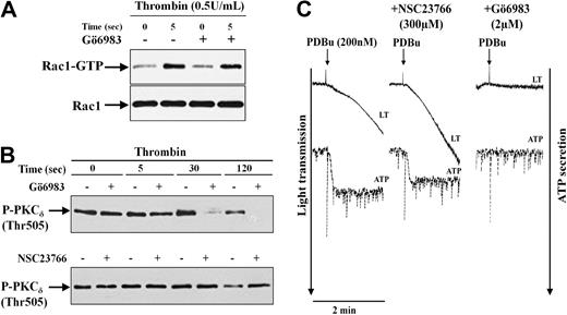 Figure 6. Independent activation of Rac1-mediated and PKC-mediated pathways mediating secretion induced by thrombin. (A) No inhibition of Rac1 activation by the PKC inhibitor Gö6983 (2 μM) in thrombin-stimulated platelets. Rac1-GTP was pulled down from untreated platelets (−) and platelets pretreated with Gö6983 (+) and then stimulated with 0.5 U/mL thrombin. Representative immunoblots of pulled down Rac1-GTP and total Rac1. (B) Inhibition of PKCδ (Thr505) phosphorylation by Gö6983, but not by the Rac1 inhibitor NSC23766. Platelet lysates of thrombin-stimulated platelets untreated or pretreated with Gö6983 (top) or NSC23766 (bottom) were immunoblotted with anti–phospho-PKCδ (Thr505) antibody. Representative immunoblots for PKCδ phosphorylation. (C) PDBu-induced secretion is independent of Rac1 activation. Platelets untreated (left) or pretreated with 300 μM NSC23766 or 2 μM Gö6983 were stimulated with 200 nM PDBu. Platelet aggregation and ATP secretion was monitored in lumi-aggregometer. Representative tracings for change in light transmission and ATP secretion (×0.5 gain) are shown.