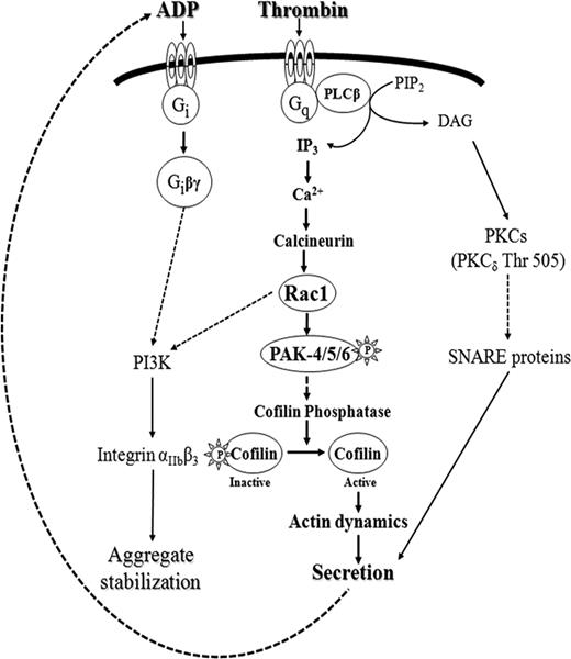 Figure 7. Delineation of the Ca2+-dependent signaling pathway mediating secretion in thrombin stimulated human platelets: calcineurin→Rac1→class II PAKs activation→cofilin dephosphorylation (bold, center). The PKC-dependent pathway (right) regulates secretion independently of Rac1-mediated pathway and through different target proteins. The second Rac1–stimulated pathway identified in this study activates PI3-kinases (left), which, through αIIbβ3 integrin activation, is involved in aggregate stabilization. PI3-kinase activity is partially regulated by secreted ADP through P2Y12 receptor activation, which is independent of Rac1-mediated PI3-kinase activation.