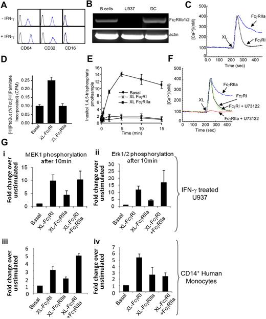 Figure 1. FcR expression and signaling in U937 and primary monocytes. (A) U937 cells express FcγRI and FcγRII, but not FcγRIII, as determined by flow cytometry using anti-CD32PE and anti-CD64PE and anti-CD16PE (BD Pharmingen). (B) RT-PCR was used to assess the expression of FcγRIIb1/2 on U937 compared with B lymphocytes and dendritic cells. (C) FcγRI and FcγRIIa trigger differential cytosolic Ca2+ signals. Cytosolic calcium was measured in U937 by cuvette fluorimetry over 8 minutes after cross-linking of the individual FcRs using antibody clones 10.1 and 3D3 (BD Pharmingen), respectively (XL). (D) FcγRI triggers PLD activity, whereas FcγRIIa does not. PLD activity measured in resting U937 cells (Basal) or in cells after FcγR aggregation (XL FcγRI or XL FcγRIIa) for 30 minutes. (E) FcγRIIa triggers PLC activation in U937 cells. InsP3 generation was measured in resting cells (basal) or in cells after FcγR aggregation (XL FcγRI or XL FcγRIIa) for 15 minutes. (F) The PLC inhibitor U73122 blocks the FcγRIIa-mediated cytosolic calcium signal in U937 cells. Cells pretreated with the PLC inhibitor U73122 for 45 minutes were assayed for cytosolic calcium over 8 minutes after FcR cross-linking (XL FcγRI or XL FcγRIIa). (G) In IFN-γ–treated U937 (i-ii) and primary human monocytes (iii-iv), MEK1 and ERK1/2 are activated by FcγRI ligation by antibody clone 10.1 to a greater extent than by FcγRIIa ligation by antibody clone 3D3. Phosphoprotein array (Biorad) was used to measure ERK1/2 and MEK1 phosphorylation in cell lysates. MEK1, ERK, PLC, and PLD activity is expressed as a mean ± SD from 3 independent experiments. All intracellular calcium measurements were carried out in the presence of 1.5 M extracellular calcium and results shown are typical of 3 independent experiments.