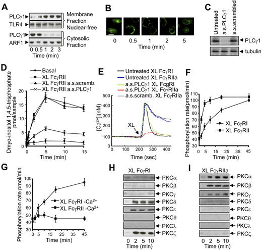 Figure 2. FcγRIIa triggers PLCγ1 activity, PLCγ1 dependent Ca2+ signals, and PKC activity in U937. (A) Immunoblot analysis was used to assay PLCγ1 translocation after FcγRIIa activation by antibody cross-linking in U937. A comparison is shown between a nuclear-free membrane-fraction (top panels) with the cytosolic fraction (bottom panels) probed with an anti-PLCγ1 antibody. TLR-4 and ARF were analyzed as loading controls for the membrane fraction and cytosolic fractions, respectively. (B) U937 stained for PLCγ1 after FcγRIIa cross-linking using antibody clone 3D3 over 5 minutes. Scale bar indicates 20 μm. (C) U937 pretreated with anti-PLCγ1 oligonucleotides down-regulate PLCγ1. Immunoblot analysis of untreated cells, treated cells (a.s.PLCγ1), and scrambled oligo (a.s.scrambled) as a control. α-Tubulin was used as a loading control. (D) FcγRIIa signals through PLCγ1. InsP3 generation was used as a readout for PLCγ1 activation. Basal controls compared with FcγRIIa activation (XL FcγRIIa) and with cells pretreated with antisense oligo (XL FcγRIIa a.s.PLCγ1) or scrambled oligo (XL FcγRIIa a.s.scramb.). (E) PLCγ1 activation by FcγRIIa is linked to cytosolic calcium signaling in U937. Cytosolic calcium signals in U937 were assayed by cuvette fluorimetry after FcR aggregation (untreated XL FcγRI or untreated XL FcγRIIa) compared with cells pretreated with antisense oligo against PLCγ1 (a.s.PLCγ1 XL FcγRI or a.s.PLCγ1 XL FcγRIIa) or a scrambled oligo control (a.s.scramb. XL FcγRIIa). (F) PKC activity in the presence of Ca2+ was measured as the phosphorylation rate (pmol/min) in samples from whole cell lysates after aggregation of FcγRI (labeled XL FcγRI) or FcγRIIa (XL FcγRIIa). (G) PKC activity in the absence of Ca2+ was similarly measured. (H) FcγRI-mediated PKC isoform translocation. Immunoblot analysis of different PKC isoenzymes translocated to the nuclear-free membrane fraction after antibody-mediated FcγRI aggregation over 10 minutes. (I) FcγRIIa-mediated PKC isoform translocation similarly measured in nuclear-free membrane fractions. Immunoblots and calcium traces shown are typical from at least 3 separate experiments. Graphic data represent mean ± SD from 3 experiments.