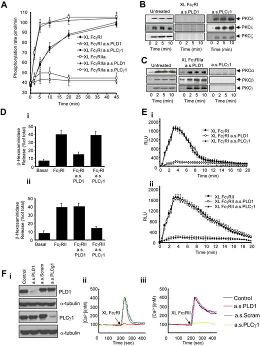 Figure 3. Role of PLD1 and PLCγ1 in FcγRI- and FcγRIIa-mediated signaling. (A) FcγRI- and FcγRIIa-mediated PKC activity measured as the phosphorylation rate (pmol/min) in whole-cell lysates. Antibody-mediated FcγR aggregation in untreated cells (XL FcγRI (antibody 10.1) or XL FcγRIIa (antibody 3D3), cells pretreated with the antisense oligos against PLD1 (XL FcγRI a.s.PLD1 or XL FcγRIIa a.s.PLD1), or antisense oligos against PLCγ1 (XL FcγRI a.s.PLCγ1 or XL FcγRIIa a.s.PLCγ1).(B) FcγRI-mediated PKC isoform translocation requires PLD1. Immunoblot analysis of the PKC isoenzymes translocated to the nuclear-free membrane fraction after antibody-mediated FcγRI aggregation in control cells (untreated) and cells pretreated with the antisenseoligos against PLD1 or PLCγ1 (a.s.PLD1 or a.s.PLCγ1). (C) FcγRIIa-mediated PKC isoform translocation requires PLCγ1. The same analyses applied to cells after FcγRIIa activation. (D) FcγRI and FcγRIIa-mediated degranulation. (i) β-Hexosaminidase release in resting cells (basal) or after antibody-mediated FcγRI aggregation in control cells (XL FcγRI) compared with cells pretreated with antisense oligonucleotides to either PLD1 (XL FcγRI a.s.PLD1) or PLCγ1 (XL FcγRI a.s.PLCγ1). (ii) The same analyses applied to cells after FcγRIIa activation. (E) FcγRI and FcγRIIa-mediated activation of NADPH oxidative burst. (i) Superoxide production in response to antibody-mediated FcγRI activation in control cells (XL FcγRI) compared with cells pretreated with antisense oligos to either PLD1 (XL FcγRI a.s.PLD1) or PLCγ1 (XL FcγRI a.s.PLCγ1). (ii) The same analyses applied to cells after FcγRIIa activation. Results expressed are the mean ± SD of triplicate samples of 3 independent experiments. (Fi) Primary human monocytes pretreated with anti-PLD1 or anti-PLCγ1 oligonucleotides down-regulate PLD1 and PLCγ1, respectively, compared with α-tubulin controls. (Fii) Monocytes treated with anti-PLD1 oligonucleotides are impaired in their cytosolic calcium signaling after activation of FcγRI by receptor cross-linking using antibody clone 10.1. (Fiii) Monocytes treated with anti-PLCγ1 oligonucleotides are impaired in their cytosolic calcium signaling after activation of FcγRIIa by receptor cross-linking using antibody clone 3D3.