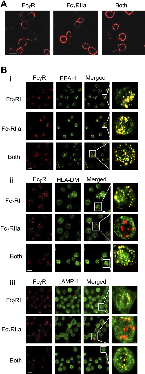 Figure 5. Differential membrane trafficking of FcγRI and FcγRIIa receptors. FcγRI or FcγRII were cross-linked with mouse anti–human CD64 (antibody 10.1) and/or mouse anti–human CD32 (antibody 3D3), respectively. The secondary monoclonal used for cross-linking the specific mAbs in these experiments was an Alexa Fluor 647–conjugated goat anti–mouse IgG F(ab)′2 (Invitrogen). Receptors were cross-linked for 10 minutes at 37°C to allow internalization. At this time point, cells were fixed and frozen in methanol/acetone (1:1) at −20°C for at least 24 hours before further staining. (A) In the absence of FcR cross-linking, FcγRI and FcγRIIa remain localized at the cell surface. (B) After FcR cross-linking for 10 minutes, (i) both receptors enter a compartment that stains positive for the early endosome marker EEA-1. However, whereas FcγRI enters a compartment that also stains positive for (ii) HLA-DM and (iii) LAMP-1, FcγRIIa enters a compartment that is negative for both these markers of MIIC compartments. Scale bar indicates 20 μm. Results shown are typical of at least 3 separate experiments. Anti–EEA-1 and anti-LAMP1 polyclonal antibodies were purchased from Santa Cruz. Rabbit anti–HLA-DM was provided by Dr Adrian Kelly (Immunology Unit, Department of Pathology, Cambridge University, Cambridge, United Kingdom).