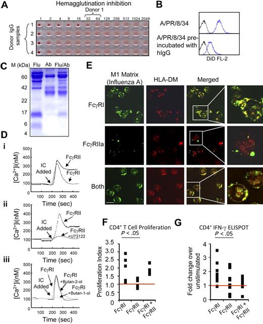 Figure 6. Antigen/immune complexes internalized through FcγRI are presented more efficiently to CD4+ T cells. (A) A hemagglutination inhibition assay was used on serum samples from a panel of influenza A–vaccinated human donors to identify samples contained high levels of anti–influenza A (strain A/PR/8/34) hIgG. (B) Flow cytometric analysis of live influenza A virus labeled with the lipophilic fluorescent dye 1,1′-dioctadecyl-3,3,3′,3′-tetramethylindodicarbocyanine binding to U937 cells (top histogram); 1 μM of hIgG isolated from donor 1 inhibits the binding of the live virus (bottom histogram). (C) Purified immune complexes (IC) generated by incubating live influenza A virus with hIgG from donor 1 (Flu/Ab) exhibit protein bands from both the virus (Flu) and hIgG (Ab). (Di) Cytosolic calcium signaling in primary human monocytes stimulated with IC. IC-mediated FcγRI Ca2+ signaling was analyzed in the presence of a blocking antibody to FcγRII, IV.3. FcγRIIa signaling was analyzed in presence of excess hIgG to ensure receptor occupancy and blockade of FcγRI. (Dii) IC-mediated FcγRIIa induced cytosolic Ca2+ in primary monocytes treated with the PLC-γ inhibitor U73122 versus untreated controls. (Diii) IC-mediated FcγRI induced cytosolic Ca2+ in primary monocytes treated with the PLD inhibitor butan-1-ol (0.3%) versus butan-2-ol (0.3%) and untreated controls. (E) Top panel: FcγRIIa is blocked with antibody IV.3 to allow for FcγRI-mediated internalization of IC into primary human monocytes into enodocytic compartments that stain positive for HLA-DM, the putative MIIC marker, and the influenza A matrix protein (M1 matrix). Middle panel: FcγRI is blocked with excess hIgG to allow for IC internalization via FcγRIIa. Bottom panel: IC uptake via both FcγRI and FcγRIIa in the absence of receptor blockade. (F) Human monocytes that internalize influenza A/hIgG IC via FcγRI versus FcγRIIa stimulate greater proliferation in influenza-A-specific CD4+ human T lymphocyte cell lines; 5 cell lines derived from 3 unrelated human donors were tested with syngeneic monocytes pulsed with IC for 10 minutes in the presence or absence of FcγRI or FcγRIIa-blocking antibodies. 3H-Thymidine incorporation was used to measure cell proliferation and the resulting data expressed as a proliferation index. (G) ELISPOT analyses of influenza-A-specific CD4 T-cell responses in primary human cells. Monocytes and CD4+ T cells were enriched by CD8 depletion before internalization of IC via FcγRI and/or FcγRIIa. More than 9 independent experiments were carried out on unrelated human donors, the numbers of resulting ELISPOTs were assayed from 14 to 18 hours poststimulation using a CTL ImmunoSpot S4 analyzer. The fold difference between the number of spots per treatment condition over controls was calculated. An ANOVA analysis, followed by a protected t test, was conducted between the different conditions used for the proliferation assay and the IFN-γ ELISPOT, and the significance levels are as reported. All intracellular calcium measurements were carried out in the presence of 1.5 M extracellular Calcium and results shown are typical of 3 independent experiments.