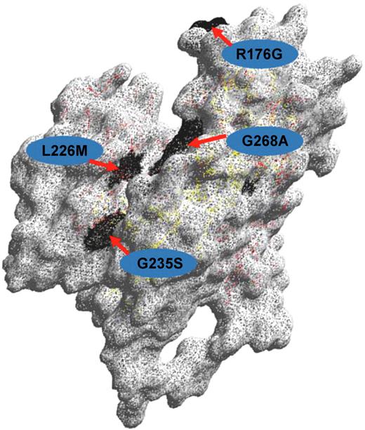 Figure 2. Structure of the ABO glycosyltransferase. Amino acid residues differing between blood group A and B-active transferases, respectively (Arg176Gly;Gly235Ser;Leu266Met;Gly268Ala) are shown with the single-letter code and their positions indicated. The 3-dimensional model was created with the DeepView Swiss Pdb Viewer version 3.7.
