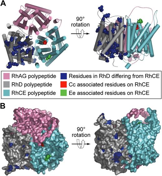 Figure 3. Models of the structure of Rh proteins.32 (A) Hypothetical heterotrimer comprising RhAG (pink), RhD polypeptide (gray), and RhCE polypeptide (cyan). Residues in the D polypeptide differing from those in the CE polypeptide are shown as blue spheres. Cc and Ee associated residues on the CE polypeptide are shown as red and green spheres, respectively. (B) Hypothetical heterotrimer comprising RhAG (pink), Rh D polypeptide (gray), and Rh CE polypeptide (cyan) same as in panel A but showing the molecular surface.